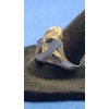Image 2 : Sebring Trojans Men's 10K Gold Jostens Class Ring - Size 8 - Weight: 9.4g