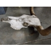 Image 3 : Longhorn Steer Skull