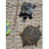Image 2 : Large Beautiful Turtle Collection. Including Frame, Candle Holders, & More