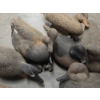 Image 4 : Eleven Life Size Floating Duck Decoys 