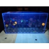 Image 4 : Large Assortment of Marbles Including Uranium! - See Photos!