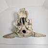 Image 3 : Weathered Sun Bleached Domestic Cattle Skull With Horns
