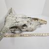 Image 7 : Weathered Sun Bleached Domestic Cattle Skull With Horns