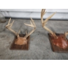 Image 2 : Two Mounted Deer Antlers on Plaques