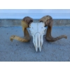 Image 2 : Ram Skull Taxidermy