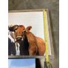 Image 3 : Cow Wall Hanging Photos in Frames - Adorable! - 16x24" & 16x32"