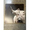Image 1 : Highland Cow Photo Canvas - 27.5x27.5" 
