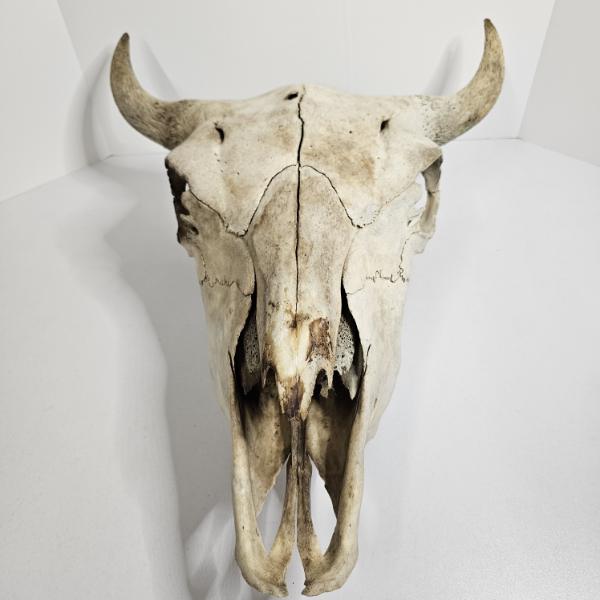 American Bison Skull