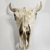 Image 1 : American Bison Skull