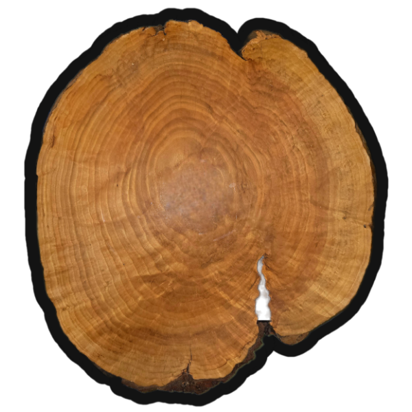 26"x30" Live Edge Round - 2" Thick - Polyurethaned