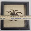 Image 6 : Real Framed Hysterocrates Gigas Cameroon Red Baboon Tarantula Taxidermy Insect Display 8x8"