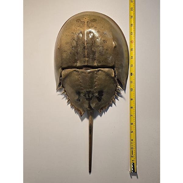 20" Long Horseshoe Crab Shell with Articulating Tail