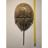 Image 1 : 20" Long Horseshoe Crab Shell with Articulating Tail