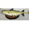 Image 6 : 2000 Gemmy Cool Catfish - Wall Hanging Singing Catfish- In Good, Working Condition! 