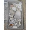 Image 2 : Amazing Collection of Sea Shells, Coral, Driftwood, Plant Life and More