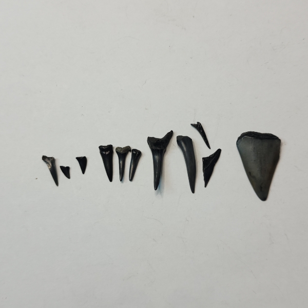 Lot of Assorted Shark Teeth and Arrowhead