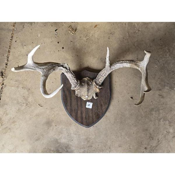 Mounted Deer Antlers with Skull Piece