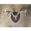 Image 1 : Mounted Deer Antlers with Skull Piece