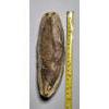 Image 2 : Very Interesting Vinctifer Comptoni Fossil 