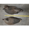 Image 5 : Eleven Life Size Floating Duck Decoys 