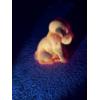Image 1 : Degenhart Dogs - Red - Uranium Glass with Beautiful Glow - Adorable Dog Figurine - ~2.5 inches 