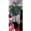 Image 1 : 5 Ft Ficus Tree As Shown In Excellent Condition