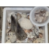 Image 3 : Amazing Collection of Sea Shells, Coral, Driftwood, Plant Life and More