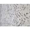 Image 2 : Pick Up Off Site- 115 Ely St. Alliance Oh.  Plush Cream Color Area Rug 5'x7' Great Condition