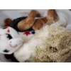 Image 2 : Basket & Bin Filled With Assorted TY Beanie Babies & Collectible Plush ~