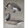 Image 3 : 18 Flat Canada Goose Silhouette Decoys 