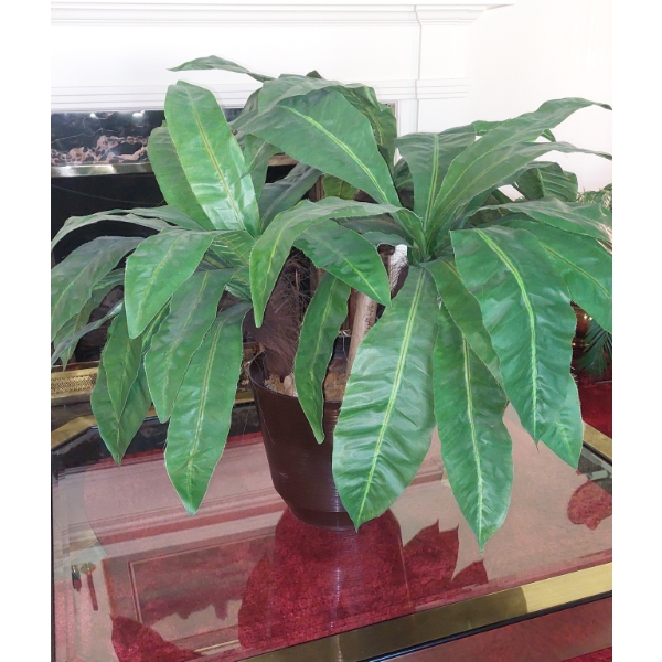 Gorgeous Full Spread Large Leaves Plant & Bucket - 29" Tall Overall