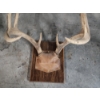 Image 5 : Two Mounted Deer Antlers on Plaques