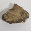 Image 3 : Polished Slab of Petrified Wood Displaying Visible Cellular Structure