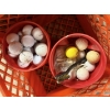 Image 2 : *Pick Up At Mantua Home-No Shipping Available* Tons of Golf Balls with Orange Crate