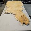 Image 4 : 63" Vintage Tanned White-Tailed Piebald Deer Hide