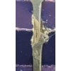 Image 5 : Silver-plated "The Golden Nugget Gambling Hall, Las Vegas" Souvenir Spoon - Weight: 15.4g