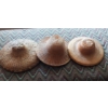 Image 1 : Sety of 3 Original Vintage chines Coolie Hats All In Perfect Condition See PIcs - Hard To Find Origi