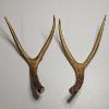 Image 2 : Two Forked Deer Antlers