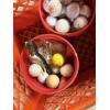 Image 3 : *Pick Up At Mantua Home-No Shipping Available* Tons of Golf Balls with Orange Crate