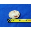 Image 2 : Vintage Shell Cameo Brooch/Pendant TW: 5.5g