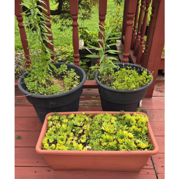 3 Quality Plastic Planters incl 2 Bucket Style and 1 Rectangle