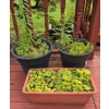Image 1 : 3 Quality Plastic Planters incl 2 Bucket Style and 1 Rectangle