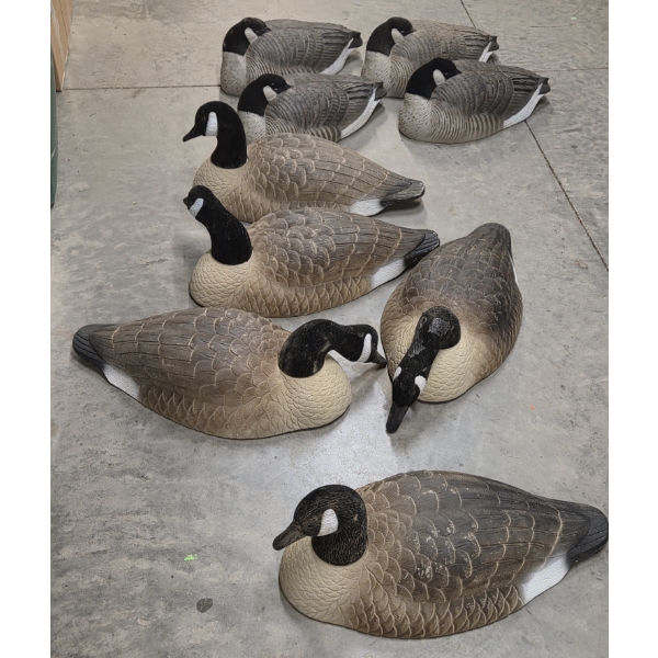 Eight Life Size Upright Geese Shell Decoys 