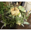 Image 2 : 6 Vases and 1 Rope Candle (only burned once)