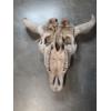 Image 2 : Real 22'' Bull Skull 