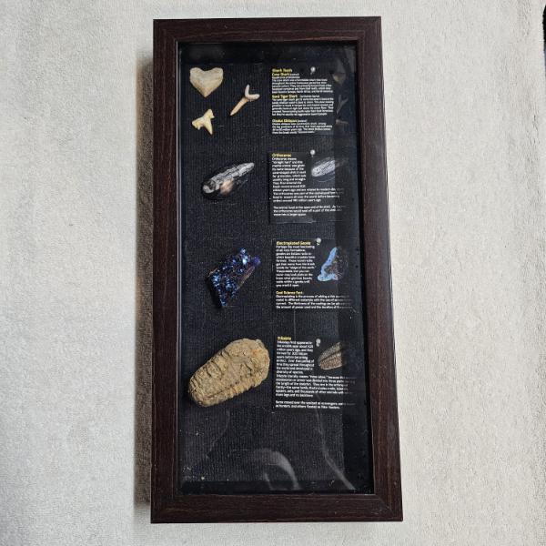 BEAUTIFUL!!! Fossil And Mineral Shadow Box Display Set