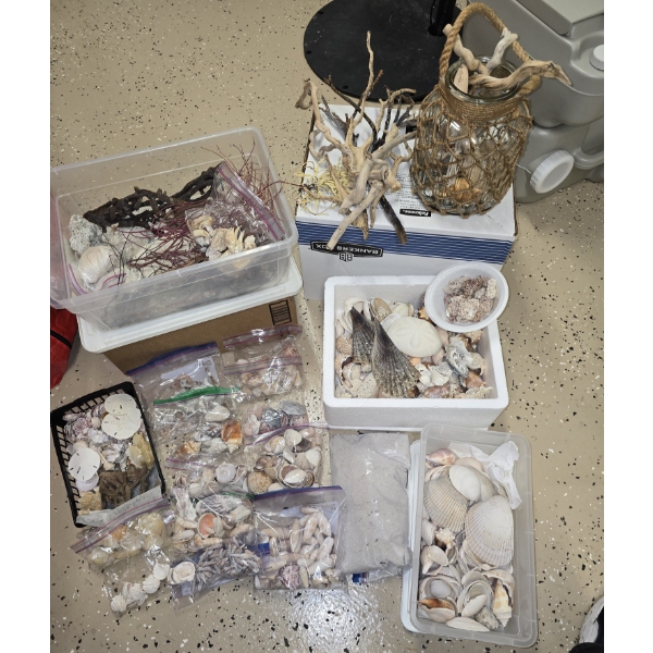 Amazing Collection of Sea Shells, Coral, Driftwood, Plant Life and More