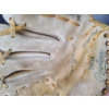 Image 4 : Reggie Jackson Signed Baseball Glove - Rawlings Glove