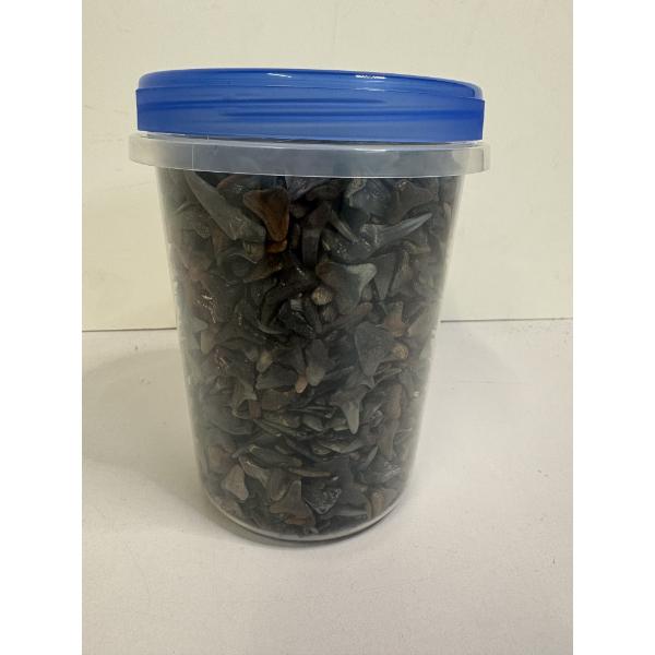 Container full of Shark Teeth - From Venice Beach Florida 
