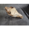 Image 3 : Horse Skull with Chains for Hanging
